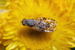 Austrotephritis poenia