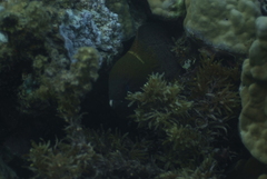 Gymnothorax javanicus