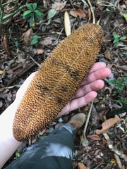 Amphilophium