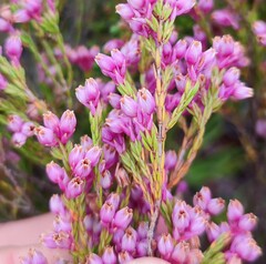 Erica palliiflora