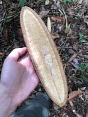 Amphilophium