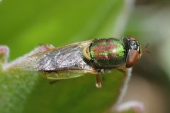 Odontomyia decipiens