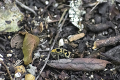 Dasymutilla arachnoides