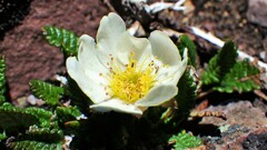 Dryas hookeriana