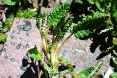 Dryas hookeriana