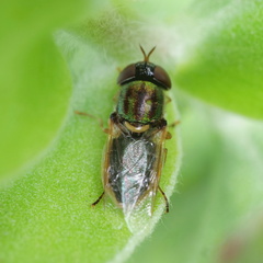 Odontomyia decipiens