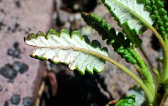 Dryas hookeriana