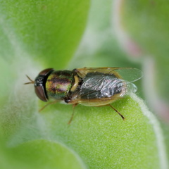 Odontomyia decipiens