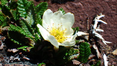 Dryas hookeriana