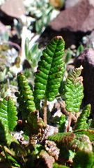 Dryas hookeriana