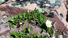Dryas hookeriana