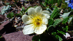 Dryas hookeriana