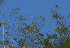 Phyllanthus emblica