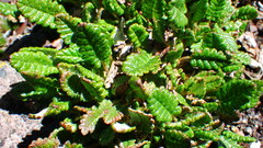Dryas hookeriana