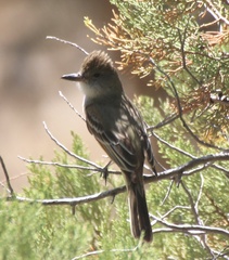 Myiarchus cinerascens