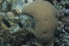 Gardineroseris planulata