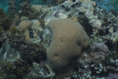 Gardineroseris planulata