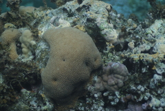 Gardineroseris planulata