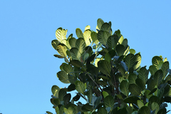 Artocarpus heterophyllus