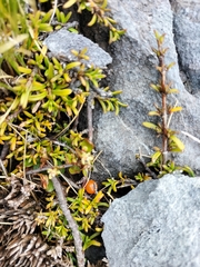 Coprosma cheesemanii