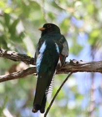 Trogon elegans