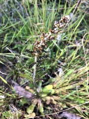 Gamochaeta calviceps