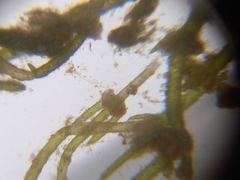 Lychnothamnus barbatus