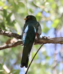 Trogon elegans