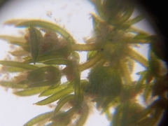 Lychnothamnus barbatus