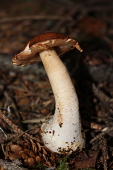 Agaricus