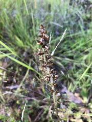 Gamochaeta calviceps