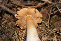 Agaricus