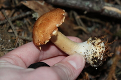 Agaricus