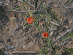 Sphaeralcea