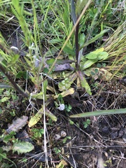 Gamochaeta calviceps