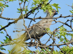 Corythaixoides concolor