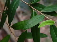 Nematolepis squamea squamea