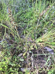 Gamochaeta calviceps