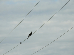 Corythaixoides concolor