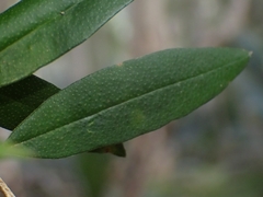 Nematolepis squamea squamea