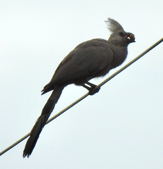Corythaixoides concolor