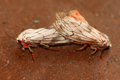 Teracotona submacula