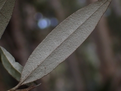 Nematolepis squamea squamea