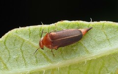 Tolidopalpus nitidocoma