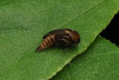 Tolidopalpus nitidocoma