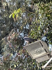 Corvus cornix