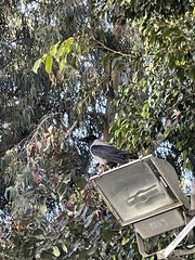 Corvus cornix