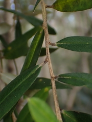 Nematolepis squamea squamea