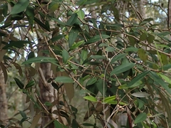 Nematolepis squamea squamea