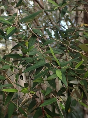 Nematolepis squamea squamea